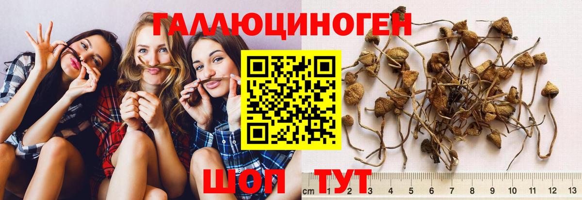Псилоцибиновые грибы Magic Shrooms Новокубанск