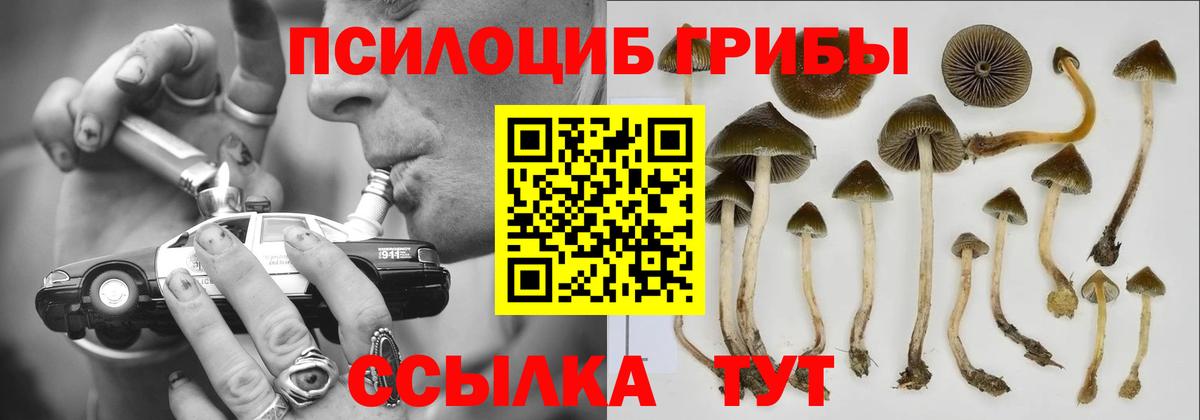 Новокубанск  Псилоцибиновые грибы прущие грибы  Вход с VPN 